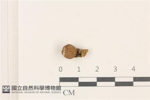 登錄號:F0037778藏品圖，第1張