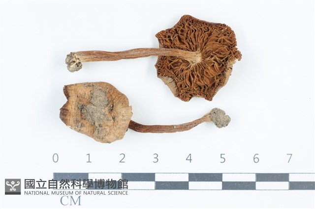 登錄號:F0039778藏品圖，第1張