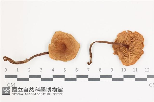 登錄號:F0036578藏品圖，第1張