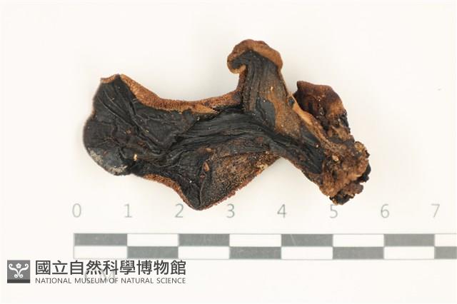 登錄號:F0037578藏品圖，第1張
