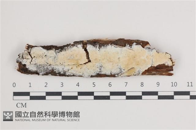 骨皮菌屬藏品圖，第1張