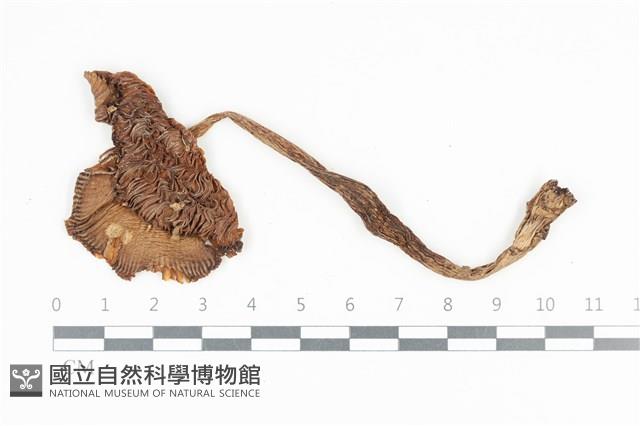 登錄號:F0036178藏品圖，第1張