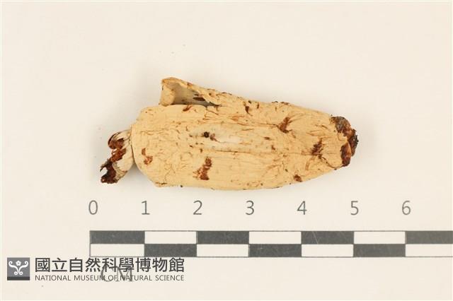 登錄號:F0037178藏品圖，第1張