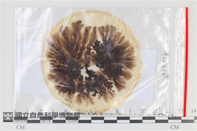 登錄號:F0035178藏品圖，第1張