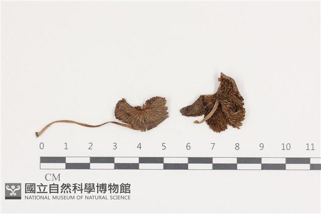 鬼傘屬藏品圖，第1張