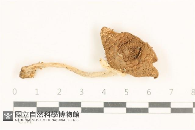 登錄號:F0037078藏品圖，第1張