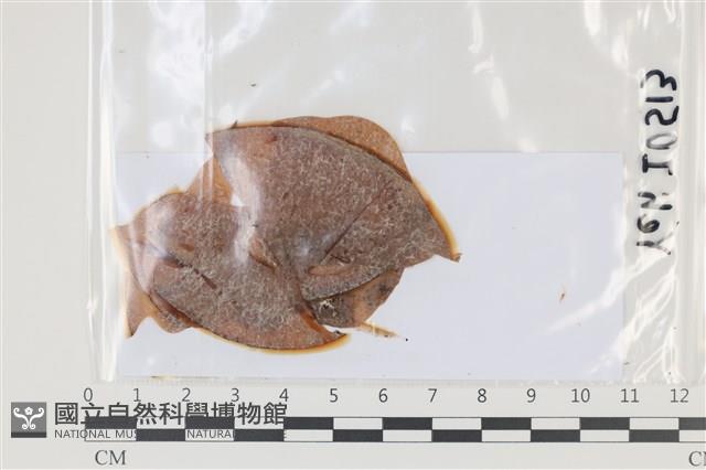 登錄號:F0035078藏品圖，第1張