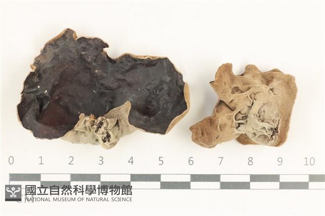 登錄號:F0038378藏品圖，第1張