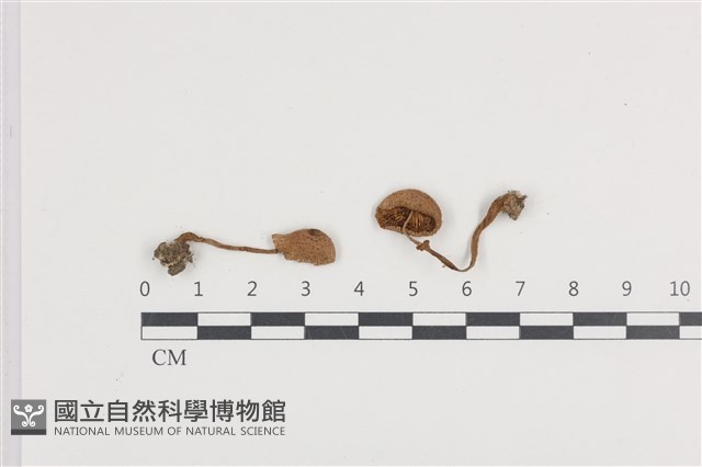 登錄號:F0036378藏品圖，第1張