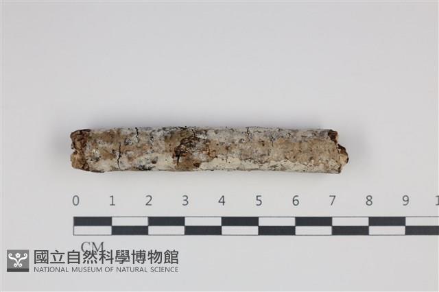 登錄號:F0035378藏品圖，第1張