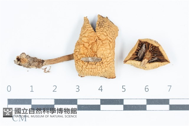 登錄號:F0039378藏品圖，第1張