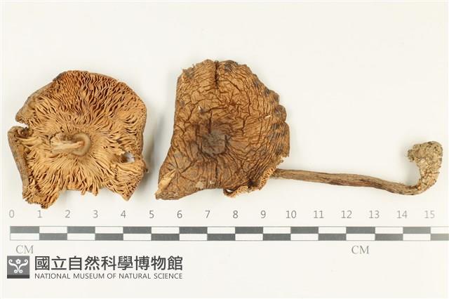 登錄號:F0038260藏品圖，第1張
