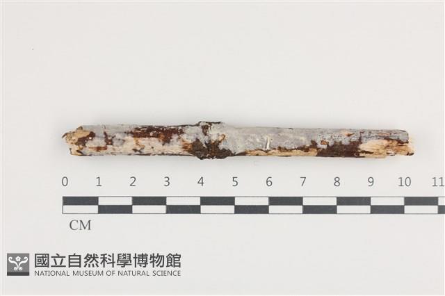 登錄號:F0036260藏品圖，第1張