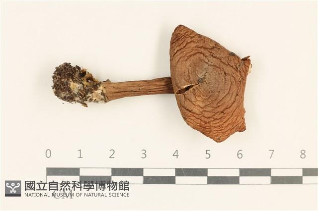 登錄號:F0037260藏品圖，第1張