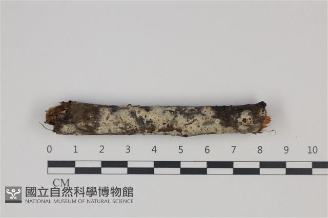 剛毛絲皮菌藏品圖，第1張
