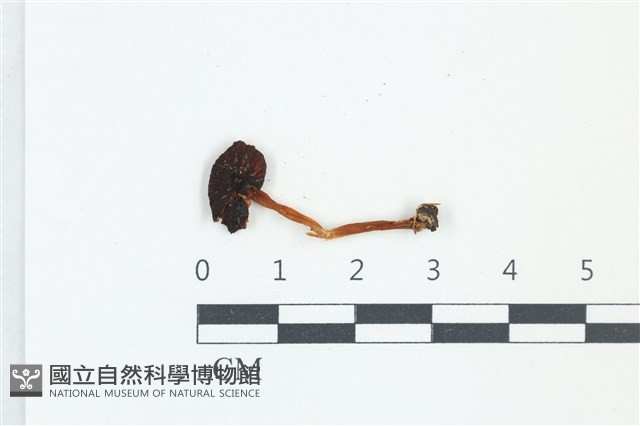 粉褶菌屬藏品圖，第1張