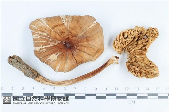 登錄號:F0038860藏品圖，第1張