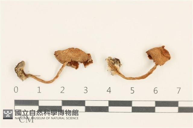 登錄號:F0036860藏品圖，第1張