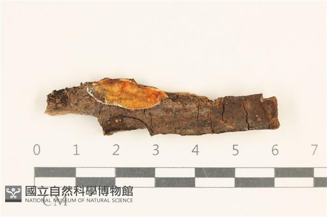 登錄號:F0017860藏品圖，第1張