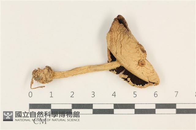 登錄號:F0037860藏品圖，第1張