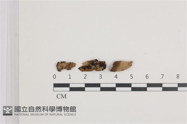 射脈菌屬藏品圖，第1張