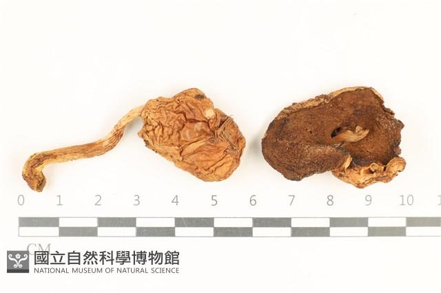 登錄號:F0036960藏品圖，第1張