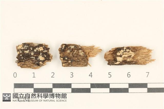登錄號:F0017960藏品圖，第1張