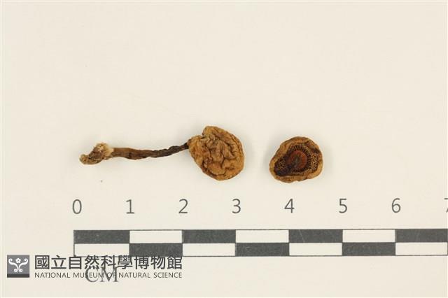 登錄號:F0037960藏品圖，第1張