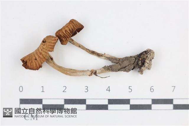 登錄號:F0038660藏品圖，第1張