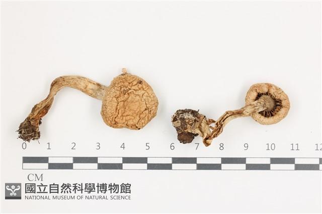 登錄號:F0036660藏品圖，第1張