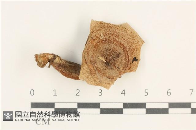 館號:F0037660藏品圖，第1張