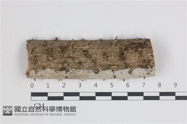 登錄號:F0035660藏品圖，第1張