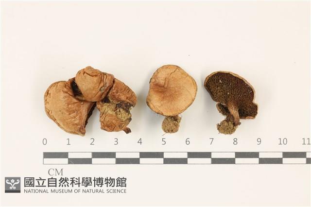 登錄號:F0037460藏品圖，第1張