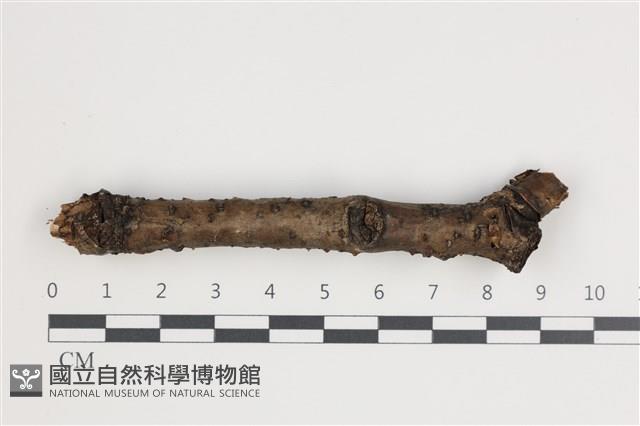 登錄號:F0035460藏品圖，第1張