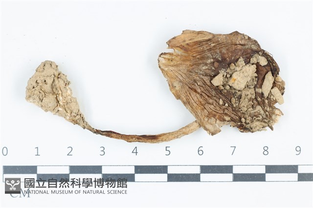 登錄號:F0039460藏品圖，第1張