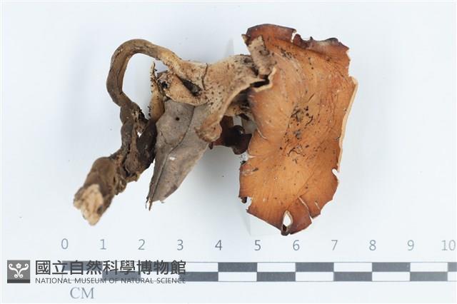 登錄號:F0038760藏品圖，第1張