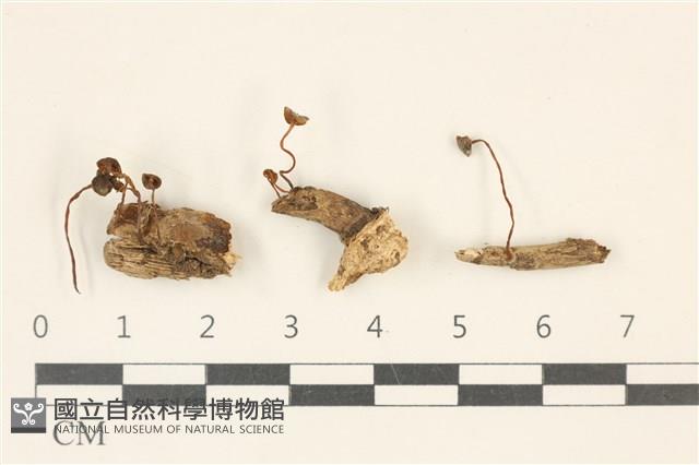 登錄號:F0036760藏品圖，第1張