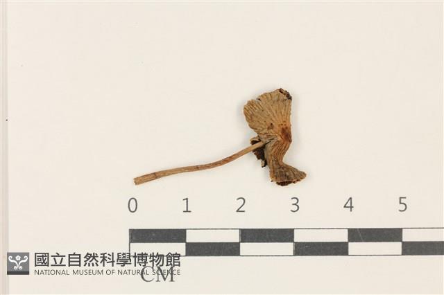 登錄號:F0037760藏品圖，第1張