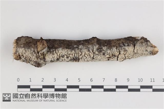 剛毛絲皮菌藏品圖，第1張