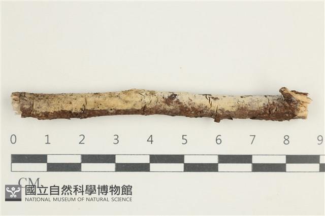 登錄號:F0038560藏品圖，第1張