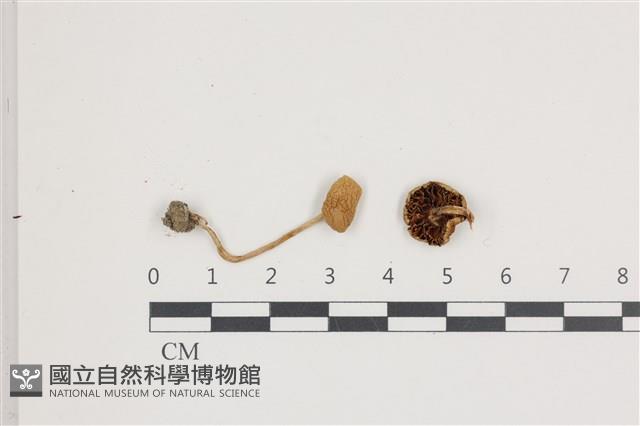 館號:F0036560藏品圖，第1張