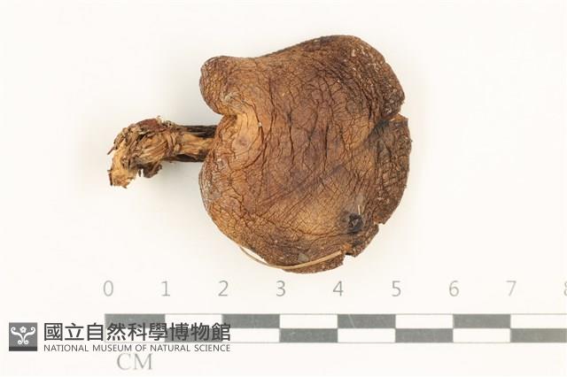 登錄號:F0037560藏品圖，第1張