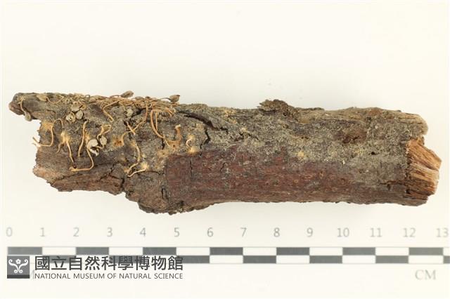 登錄號:F0038160藏品圖，第1張