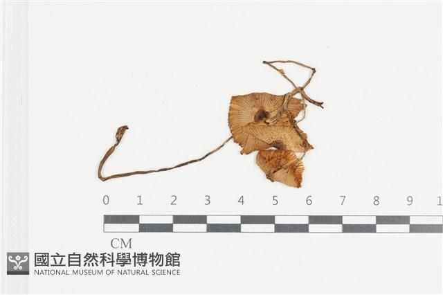 登錄號:F0036160藏品圖，第1張