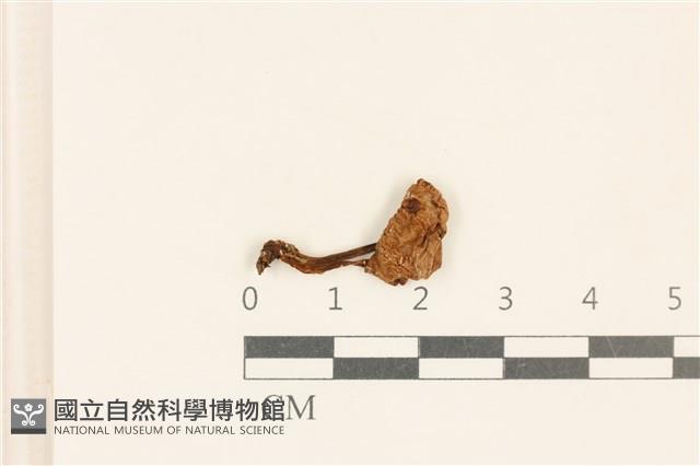 館號:F0037160藏品圖，第1張