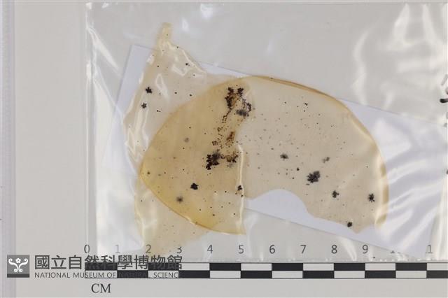 登錄號:F0035160藏品圖，第1張