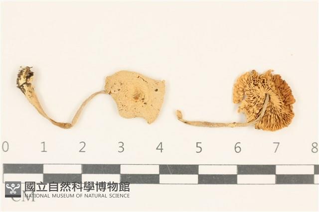 登錄號:F0037060藏品圖，第1張