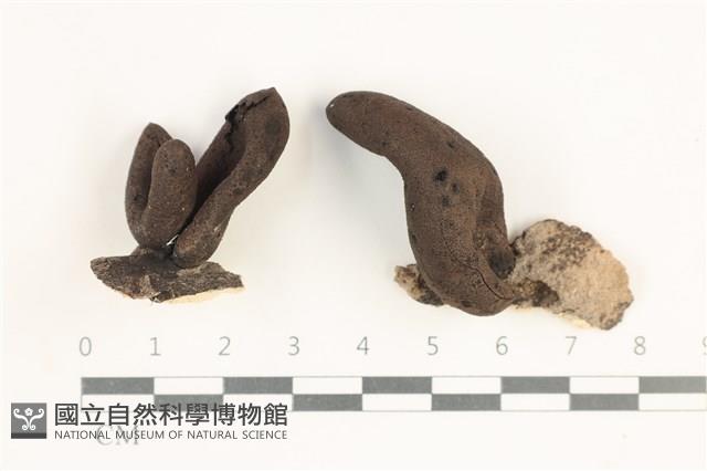 炭角菌屬藏品圖，第1張