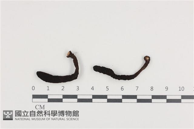 炭角菌屬藏品圖，第1張
