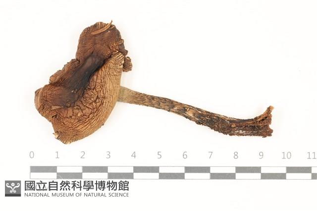 鵝膏屬藏品圖，第1張